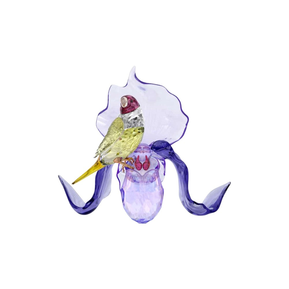 Swarovski Idyllia Gouldian Finch and Orchid crystal figurine with detailed bird and floral design on clear crystal base